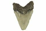 Serrated, Fossil Megalodon Tooth - North Carolina #294543-2